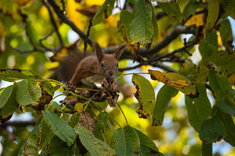 Eichhörnchen_Pöllau_Oststeiermark | © Richard Almbauer