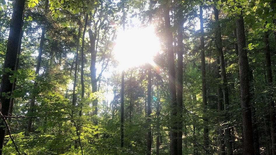 Waldweg_Pöllau_Oststeiermark | © Heide Weiss