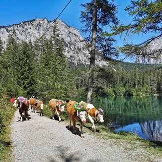 Almabtrieb Tragöß | © Gabi Wöls