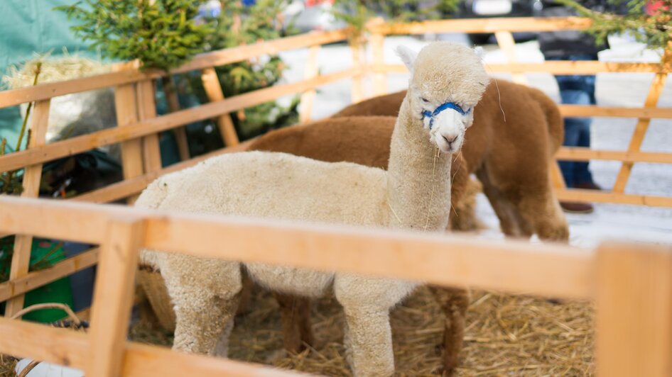 Adventmarkt Brandlucken_Alpakas_Oststeiermark | © Naturhotel Bauernhofer