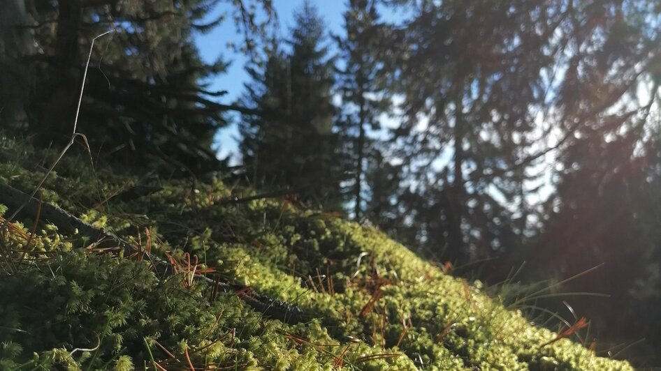 Eine Wundersame Reise in den Wald - geführte Wanderung - Impressionen #2.1