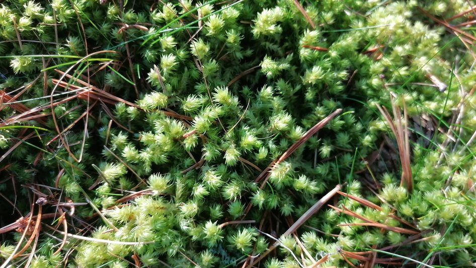 Eine Wundersame Reise in den Wald - geführte Wanderung - Impressionen #2.4