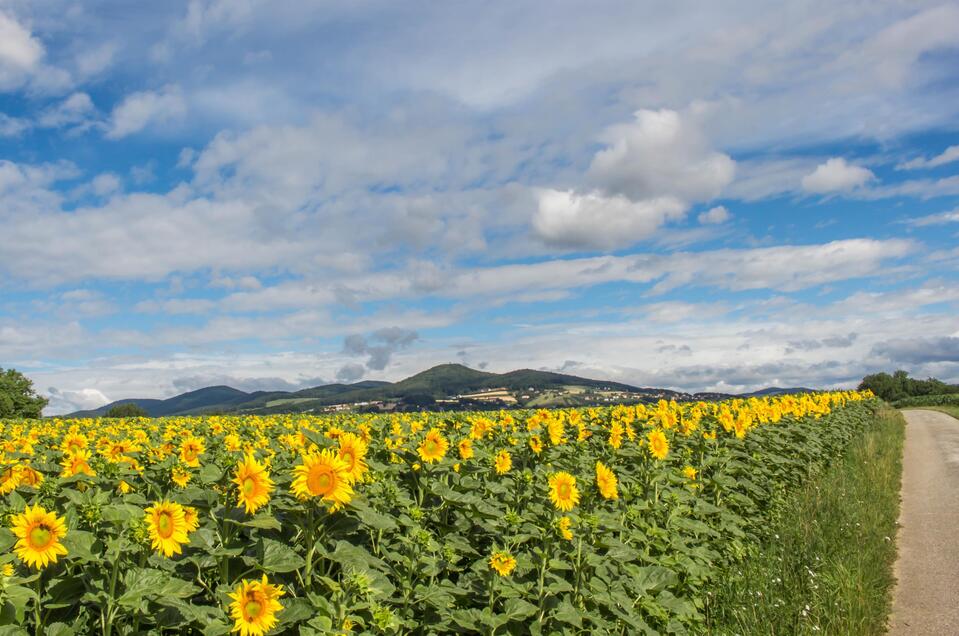 Sonnenblumen