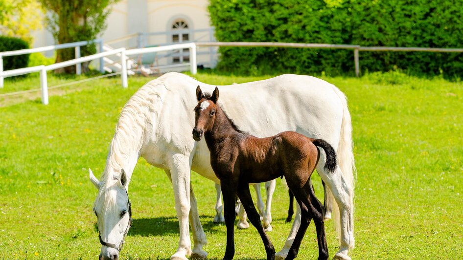 Foal adventure days - Impressionen #2.3
