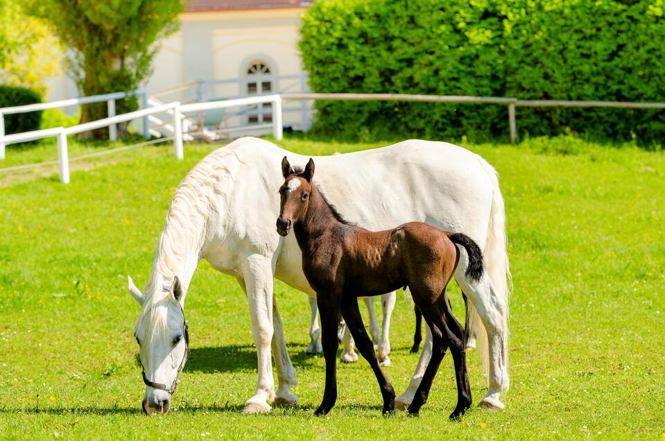 Foal adventure days - Impression #1