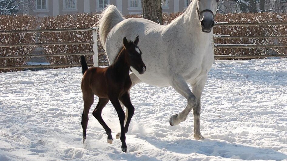 Fohlen im Schnee | © SRS