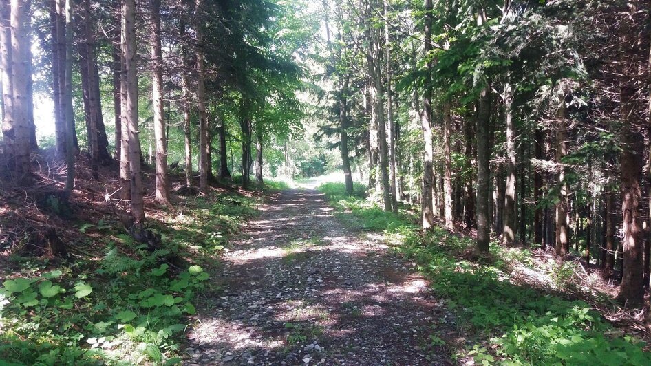 Geführte Wanderung: Über die grünen Hügel der Lipizzanerheimat - Impressionen #2.2