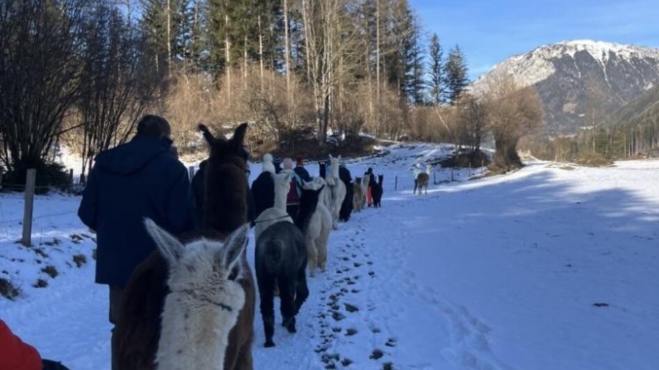 Glühweinwanderung | © Alpakas, Lamas und Rentiere zum Grünen See