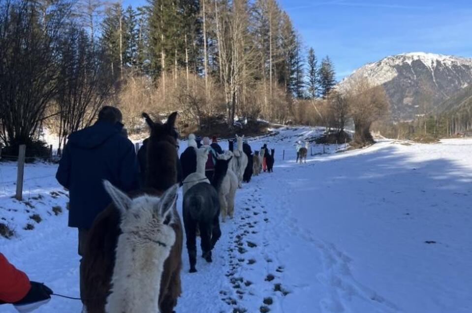 Glühweinwanderung | © Alpakas, Lamas und Rentiere zum Grünen See