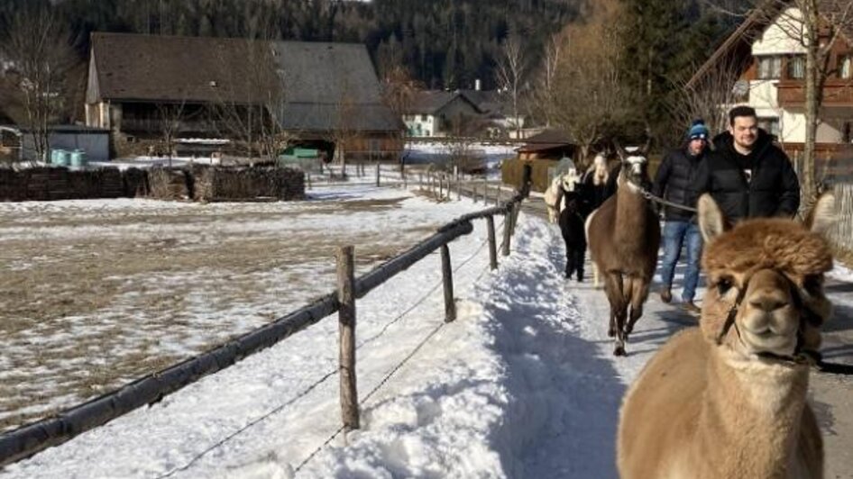 Glühweinwanderung mit Alpakas und Lamas | © Alpakas, Lamas und Rentiere zum Grünen See