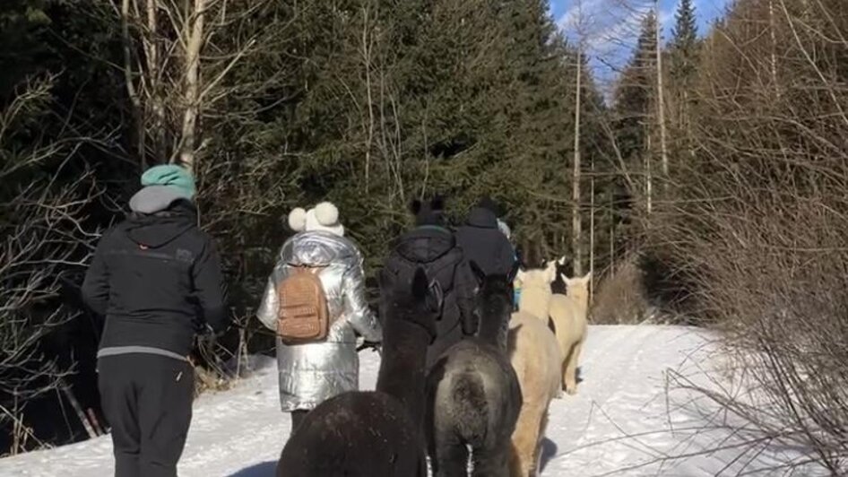Glühweinwanderung in Tragöß | © Alpakas, Lamas und Rentiere zum Grünen See