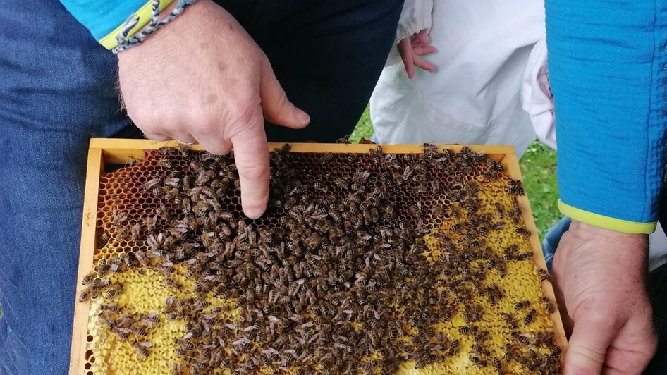 Look into the “honey jar” - BIO beekeeping Maier - Impressionen #2.1