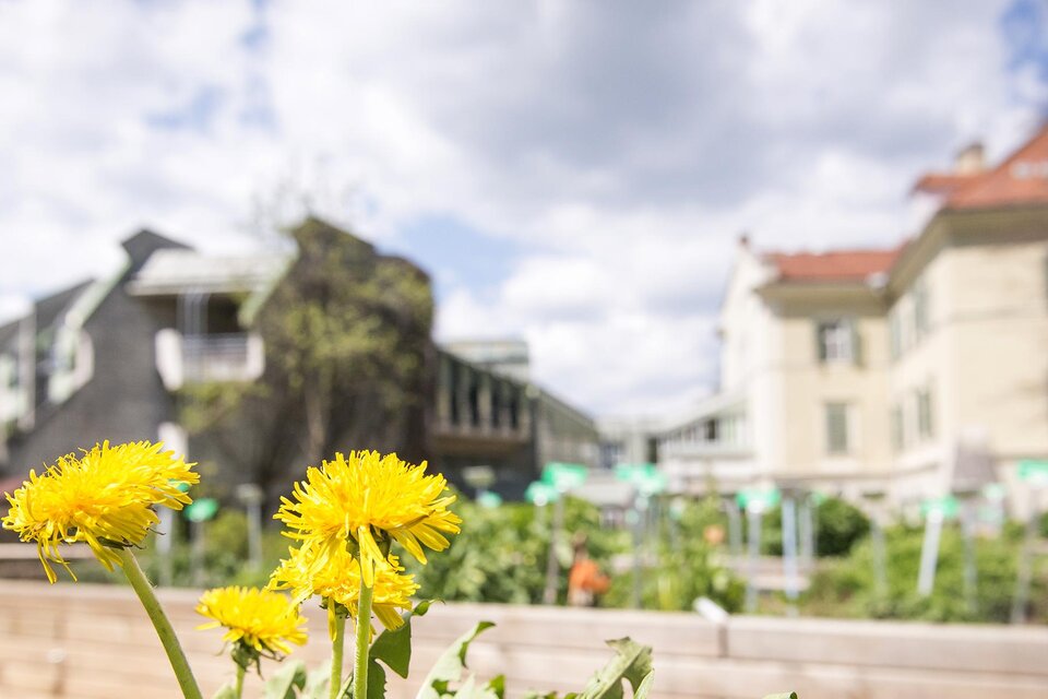 Ein schöner Garten mit gelben Löwenzahnblumen im Vordergrund. Im Hintergrund sind Gebäude und ein blauer Himmel mit Wolken zu sehen. | © FachschuleGroßlobming