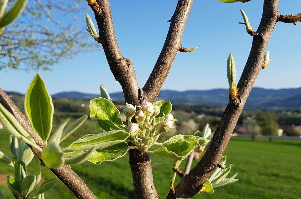 Blütenknospen_Pöllau_Oststeiermark | © Christine Schwetz