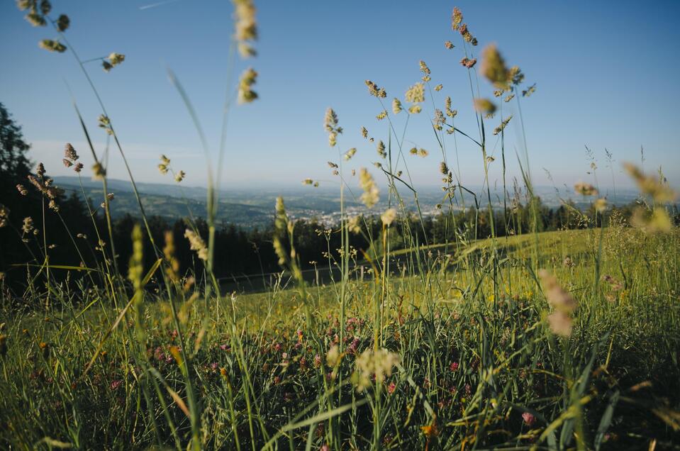 Wiese | © Lupi Spuma