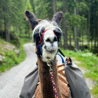 Lama | © Friedam