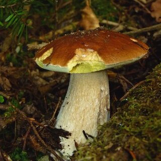 Steinpilz im Wald | © Payandeh