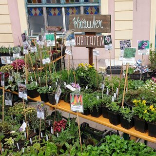 Pflanzenmarkt Hartberg_Blumen_Oststeiermark | © Stadtgemeinde Hartberg_Oststeiermark Tourismus