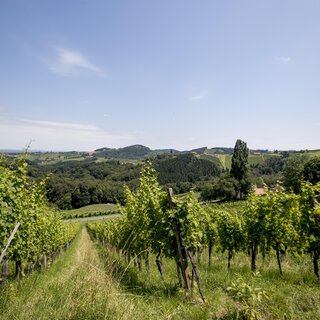 Weinreben | © Tom Lamm