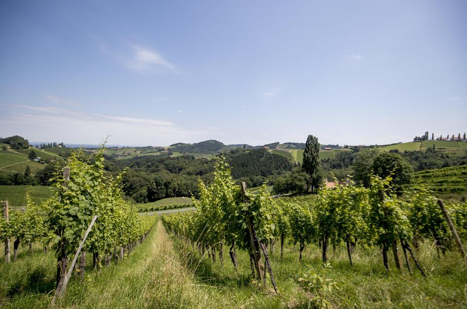 Weinreben | © Tom Lamm