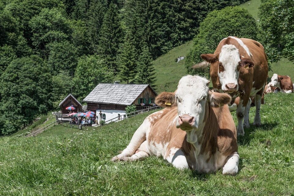 Zwei Kühe liegen auf einer grünen Wiese in der Nähe eines Bauernhauses. Im Hintergrund sind Bäume und Menschen sichtbar. | © Nationalpark Gesäuse