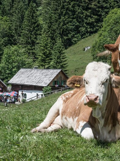 Kölblalm I Gesäuse I Steiermark | © Nationalpark Gesäuse | Andreas Hollinger | © Nationalpark Gesäuse