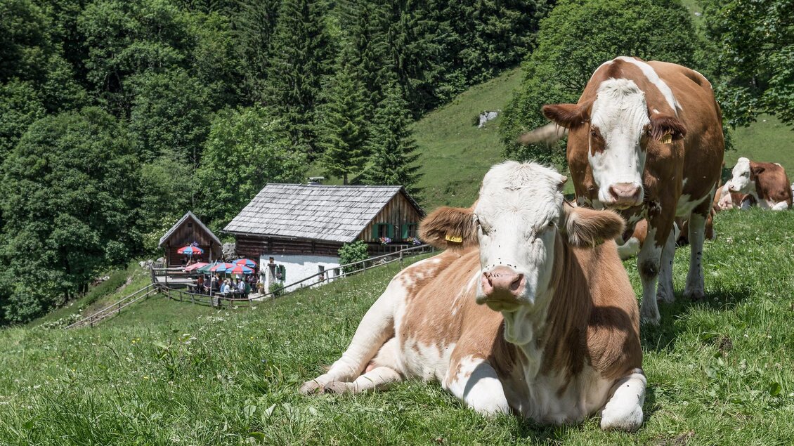 Zwei Kühe liegen auf einer grünen Wiese in der Nähe eines Bauernhauses. Im Hintergrund sind Bäume und Menschen sichtbar. | © Nationalpark Gesäuse