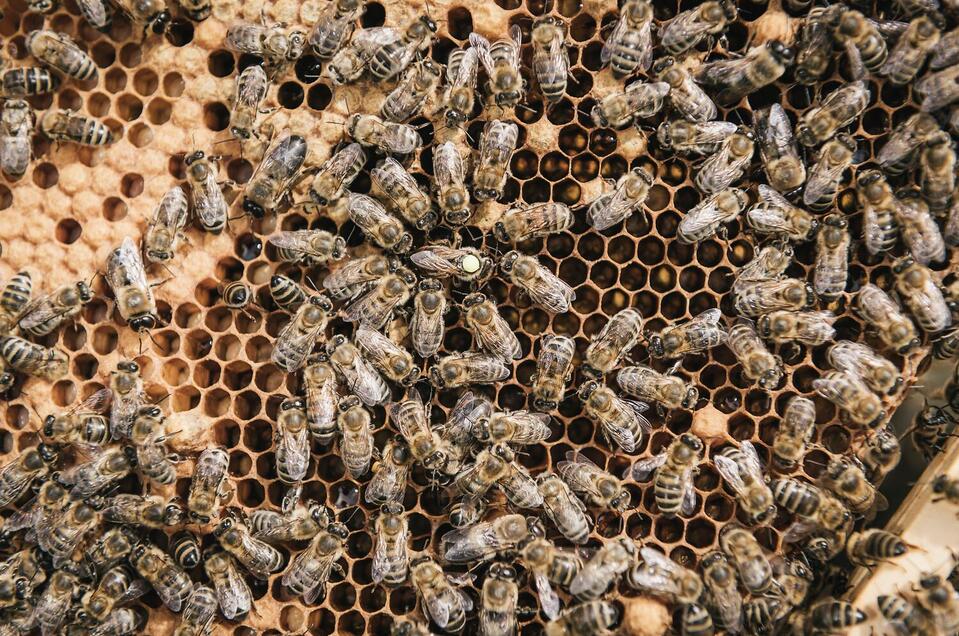Bienen