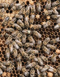 Bienen | © stefanleitner.com | Stefan Leitner