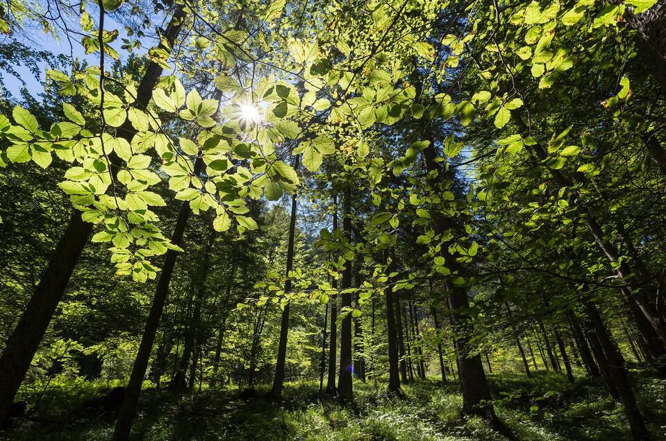 Wald