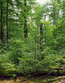 Wald | © TVB Gesäuse | Johannes Poetscher | © TVB Gesäuse