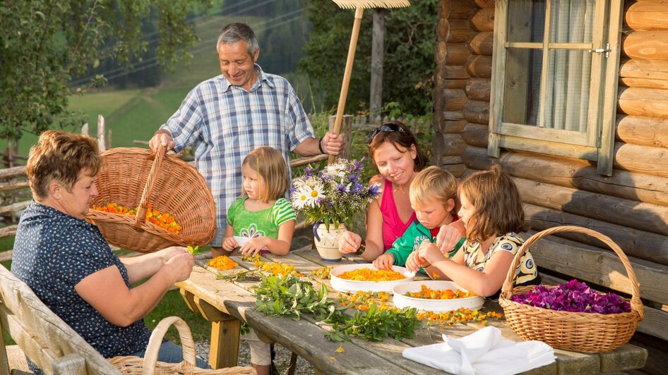 Kräuterernte_Almenland_Oststeiermark | © Tourismusverband Oststeiermark