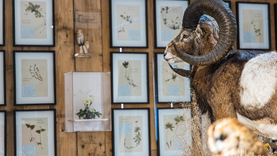 Sammlung im Naturkundemuseum Mariazell.