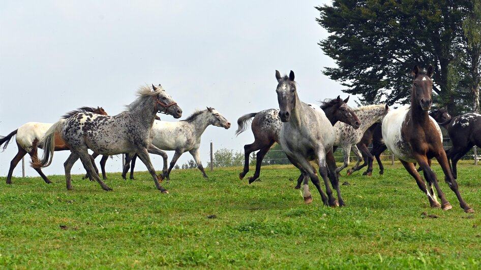 Showfestival_M´amin Horses_Oststeiermark | © Wagner