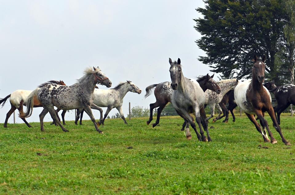 Showfestival_M´amin Horses_Oststeiermark | © Wagner