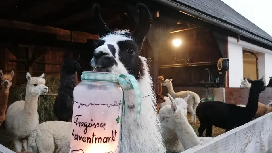 Advent | © alpakas und Lamas zum Grünen See