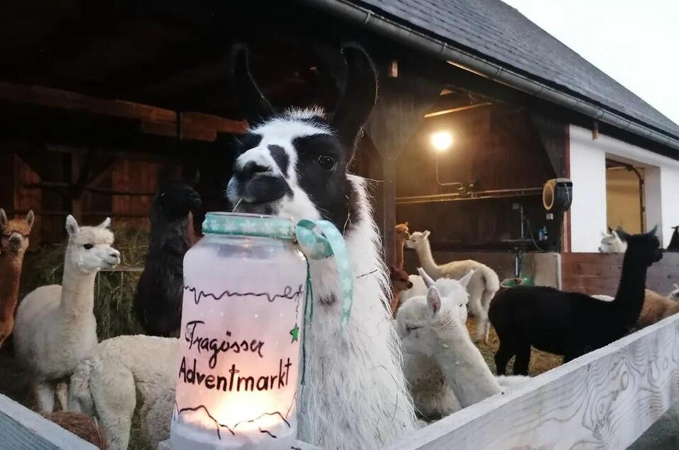 Advent | © alpakas und Lamas zum Grünen See