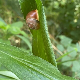 Die Schnecke am grünen Blatt | © Regionalmanagament Südoststeiermark Steirisches Vulkanland