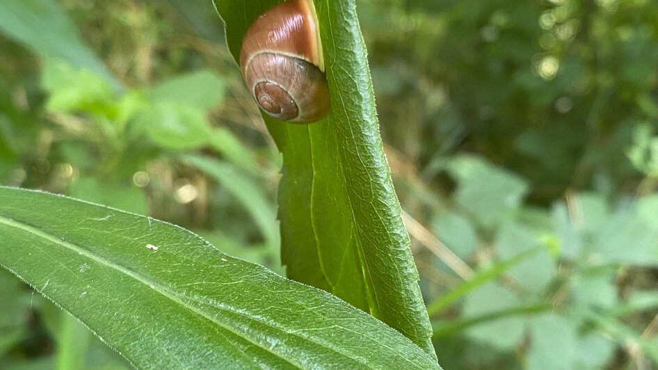 Die Schnecke am grünen Blatt | © Regionalmanagament Südoststeiermark Steirisches Vulkanland