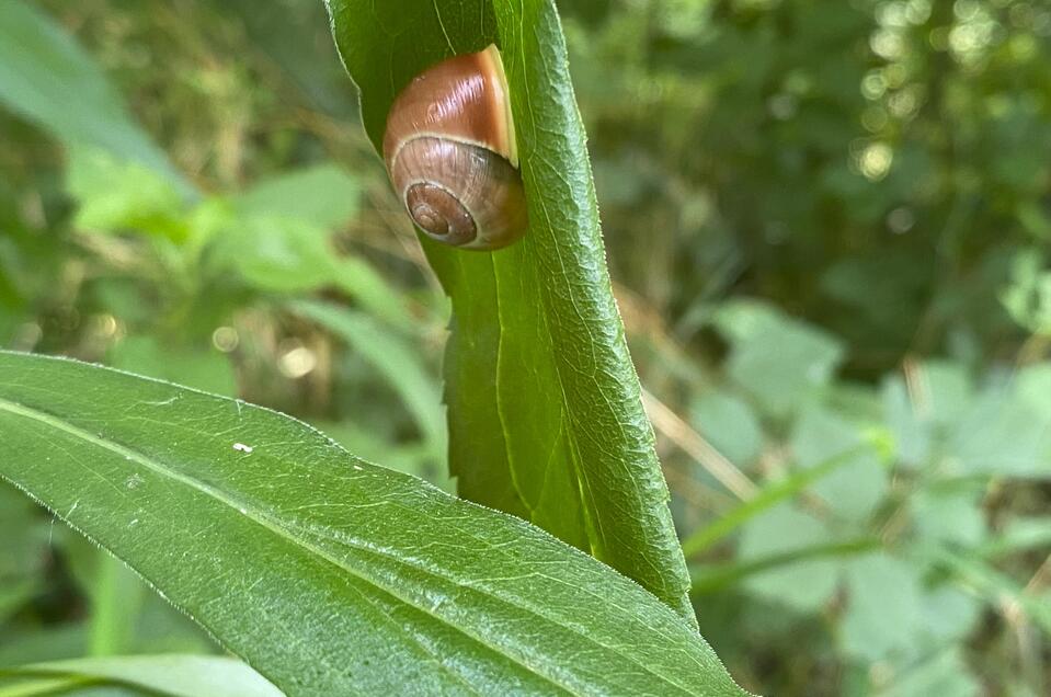 Die Schnecke am grünen Blatt | © Regionalmanagament Südoststeiermark Steirisches Vulkanland