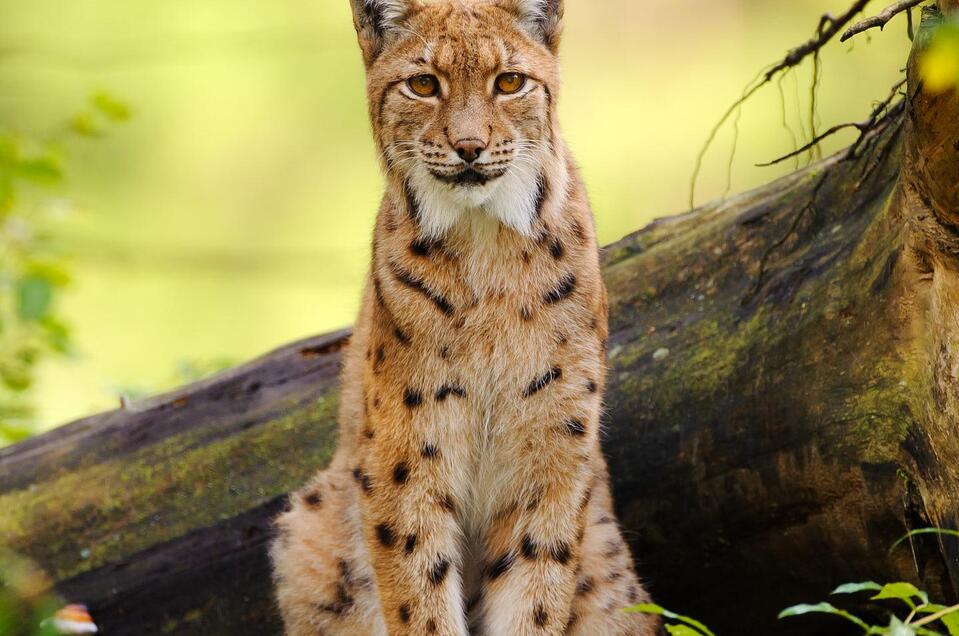 Luchs