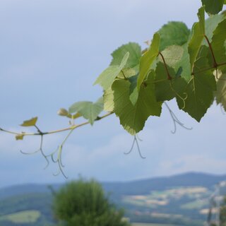 Ziagl´s Laube_Pöllau_Oststeiermark | © Michael Fischer
