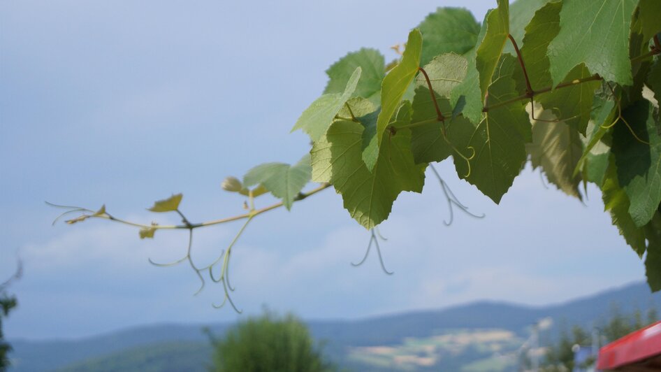 Ziagl´s Laube_Pöllau_Oststeiermark | © Michael Fischer