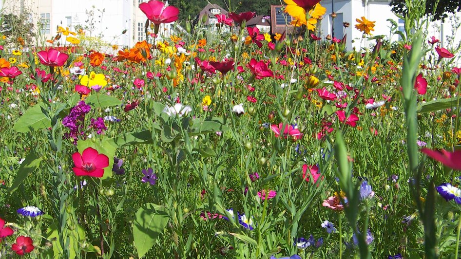 Blumenwiese_Oststeiermark | © Josef Kogler