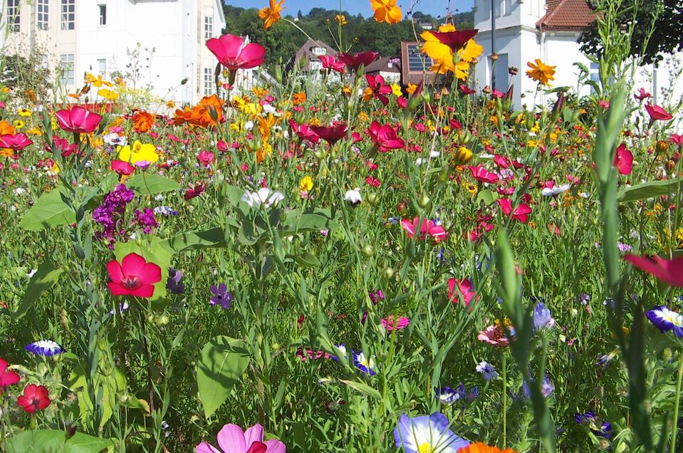 Blumenwiese_Oststeiermark | © Josef Kogler