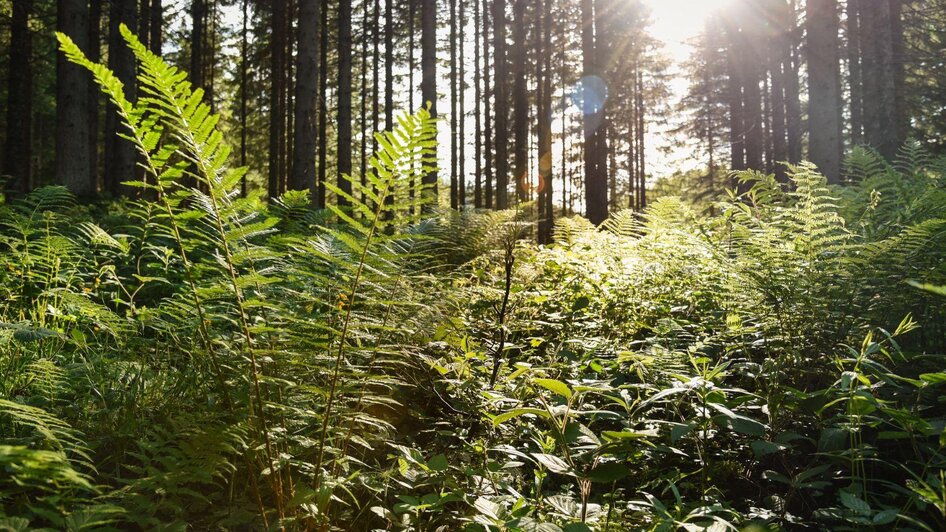 Symbolfoto 5 | © TVB Ausseerland Salzkammergut/Jacqueline Korber