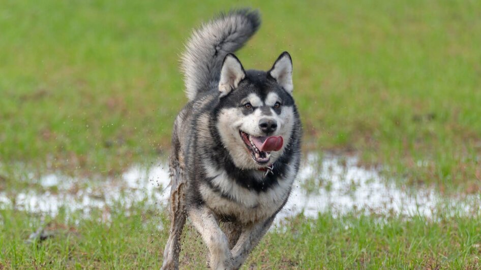 Hund1 | © © Stadtgemeinde Feldbach