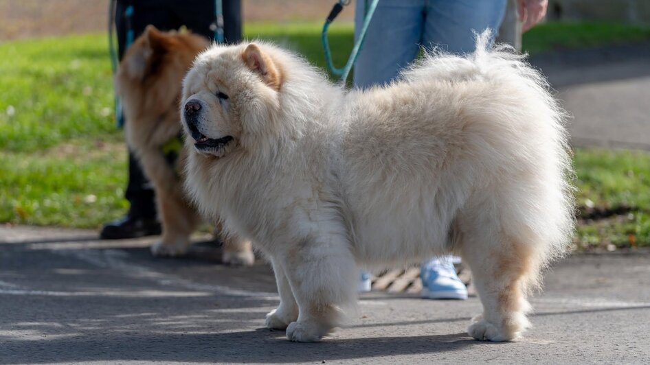 Hund2 | © © Stadtgemeinde Feldbach