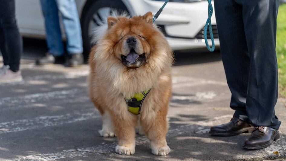 Hund3 | © © Stadtgemeinde Feldbach