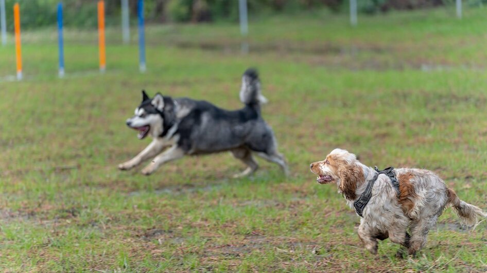 Hunde4 | © © Stadtgemeinde Feldbach